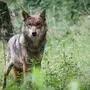 Man sieht einen Wolf im Gras stehen
