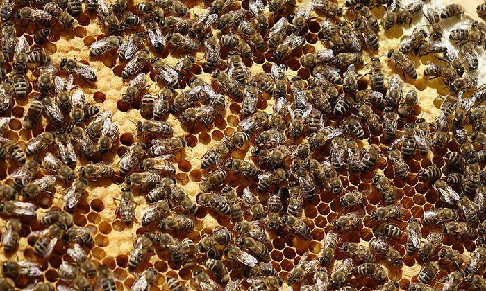 Die Bienen haben ihre Arbeit wieder aufgenommen