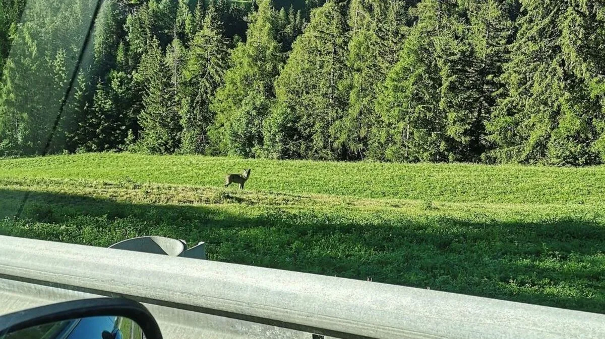 Der Wolf stand im Feld und ließ sich fotografieren 