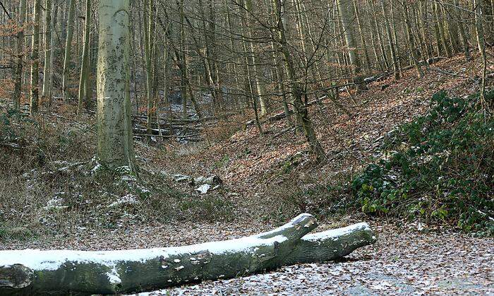 Im Stadtwald wird nach der Vermissten gesucht