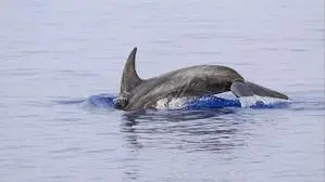 Delfin im Meer | Der Delfin soll Freitagnacht mit einem Sprung aus der Bucht geschwommen sein. (Symbolfoto)