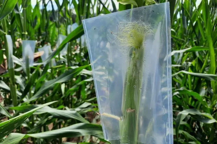 Diese Narbenfäden werden mit den Pollen besamt.