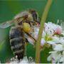 Neben den Wildbienen ist auch die heimische Carnica Biene wichtige Bestäuberin