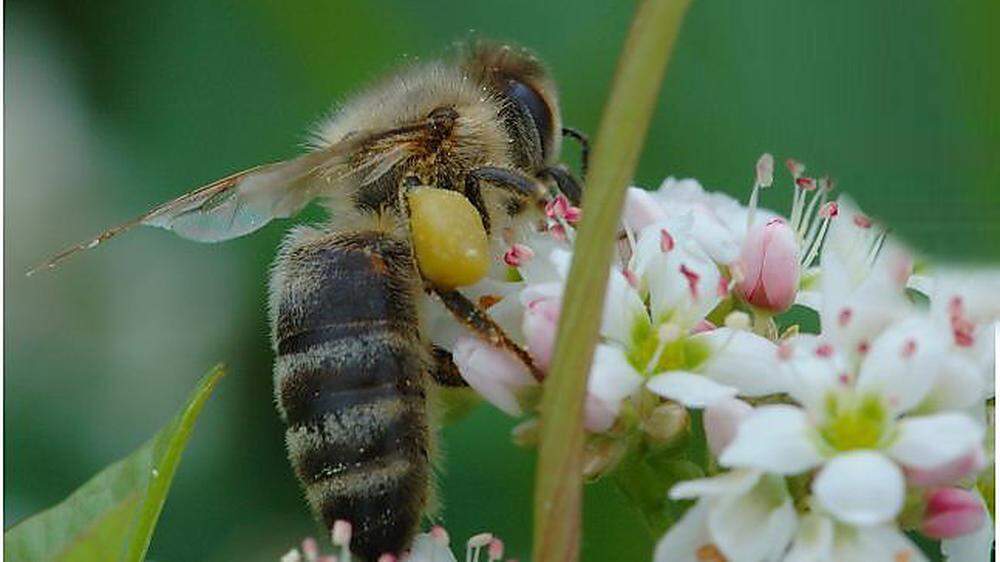 Neben den Wildbienen ist auch die heimische Carnica Biene wichtige Bestäuberin