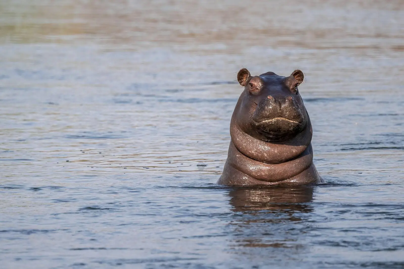 Ein Nilpferd im Okavango-Fluss im Caprivi-Streifen zwischen Namibia und Botswana: Die Hippos wirken friedlich, sind aber die tödlichsten Tiere in Afrika