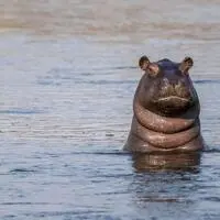 Ein Nilpferd im Okavango-Fluss im Caprivi-Streifen zwischen Namibia und Botswana: Die Hippos wirken friedlich, sind aber die tödlichsten Tiere in Afrika