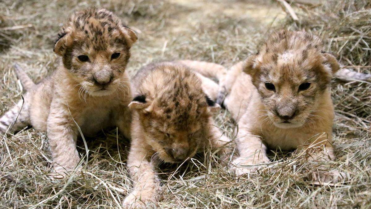 Die drei Löwenkinder Spartacus, Maximus und Tiberius gibt es ab 9. Jänner zu sehen