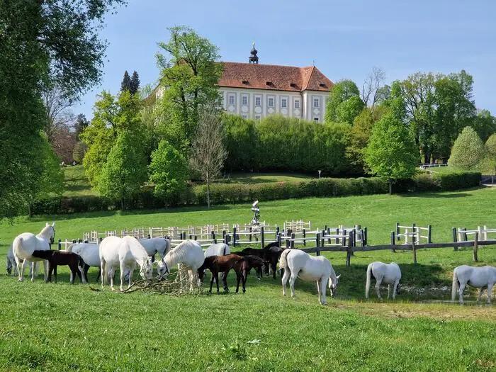 Eröffnet wird das Festival im Gestüt Piber