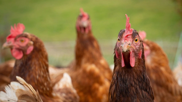 Seit Montag gilt in Österreich „erhöhtes Risiko“ in Bezug auf die Vogelgrippe H5N1. Als Folge dürfen Tiere nicht mehr unter freiem Himmel gefüttert werden, sondern nur mehr in Unterständen oder Ställen. 