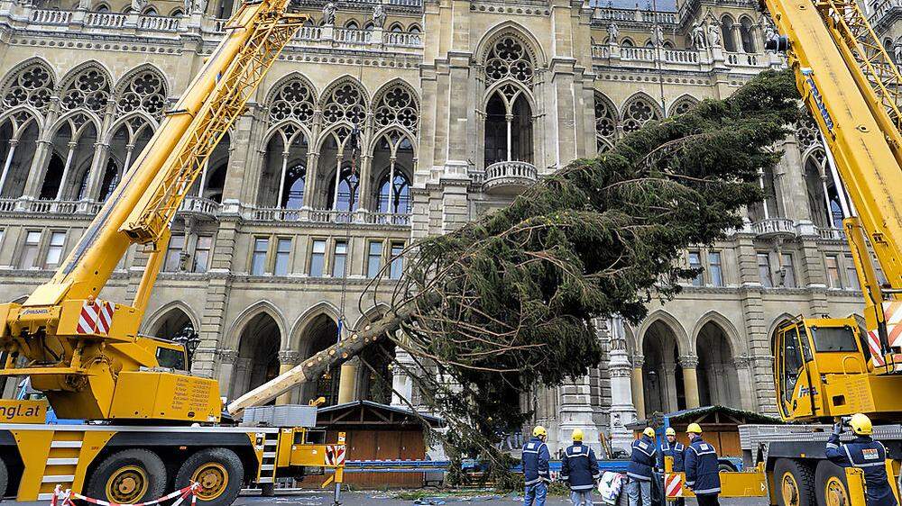 Der Weihnachtsbaum aus dem niederösterreichisch-steirischen Grenzgebiet steht am Wiener Rathausplatz