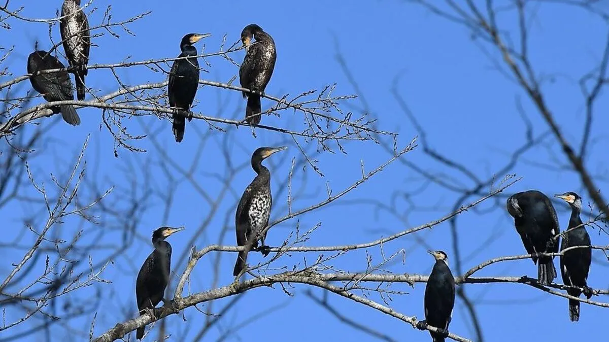 Die Bäume sind die Schlafplätze für die Kormorane 