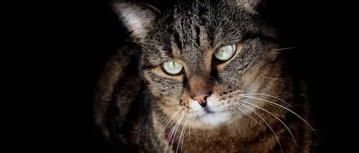 Eine Katze 