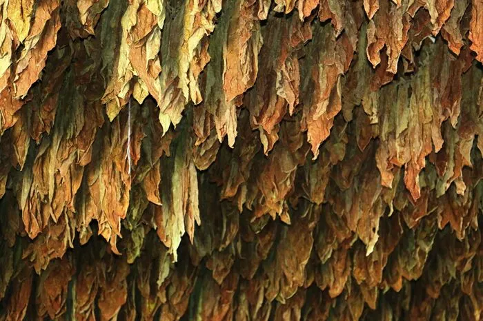 Zwischen Anbau im Frühjahr und fertiger Zigarre vergehen zwei Jahre. Im Herbst nach der Ernte werden die Tabakblätter aufgehängt und getrocknet.