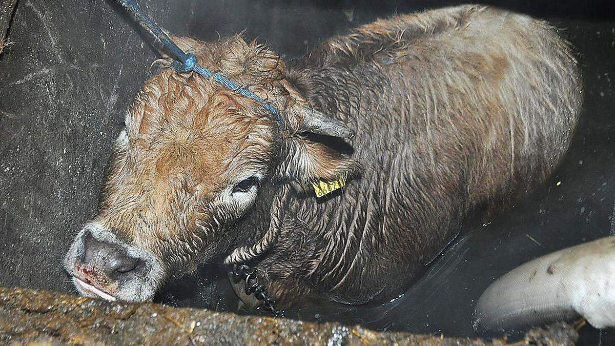 Themenbild: FEUERWEHR BARG KALB AUS JAUCHEGRUBE