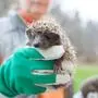 Kleine Igel brauchen Hilfe 