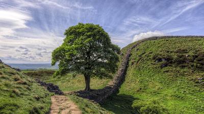 Der etwa 200 Jahre alte Baum stürzte auf eine alte römische Mauer