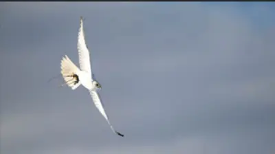 Am Mittwoch ist der Falke entflogen 