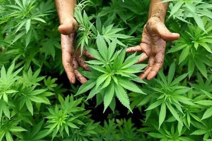 Bei Mariazell wurde die größte Hanfplantage ausgehoben, die es in der Obersteiermark je gegeben hat. Mehr dazu.  