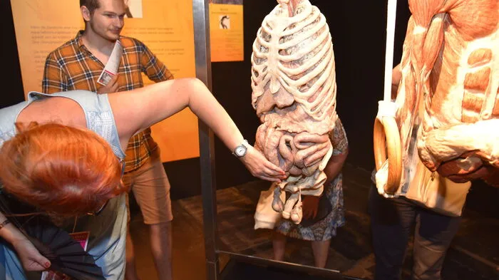Bei einer Spezialführung durften Sehbeeinträchtigte und ihre  Begleiter am Dienstagabend einige der in der bis 21. August in  Klagenfurt laufenden Ausstellung "Körperwelten &amp; der Zyklus des Lebens" gezeigten Modelle berühren. Es handelt sich ausnahmslos um präparierte sterbliche Überreste von Menschen, die ihre Körper aus freien Stücken der Wissenschaft zur Verfügung gestellt haben.   