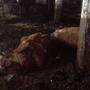 Tote Kühe, die in der Jauche liegen: ein Beweisfoto, das der Kleinen Zeitung vorliegt