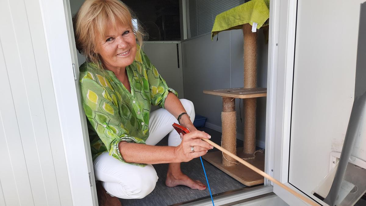 Die Weizer Katzenfreunde suchen dringend personelle Unterstützung