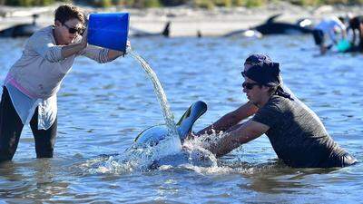 Hunderte Helfer versuchten vergeblich, die Tiere bei Farewell Spit, einer Landzunge im äußersten Norden der neuseeländischen Südinsel, im Wasser zu halten