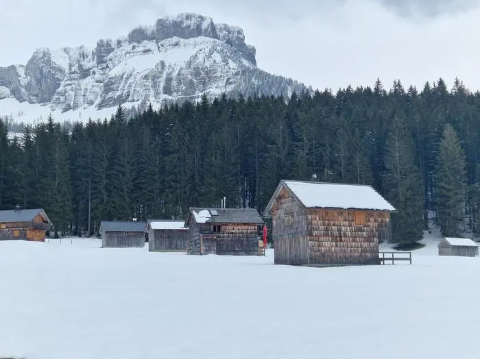 Eine rund 26 cm dicke Schneeschicht schützt aktuell die Narzissen zum Beispiel auch auf der Blaa Alm