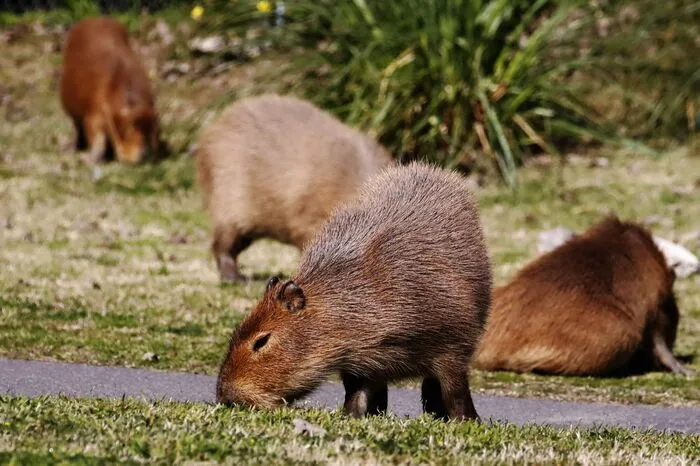 Die Natur schlägt zurück: In Argentinien haben Hunderte Wasserschweine eine Luxussiedlung okkupiert. 