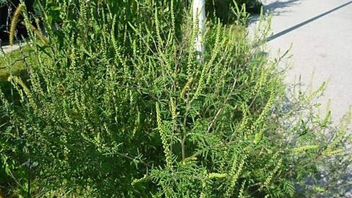 Auf einem Radweg in Straßgang wuchert der Neophyt