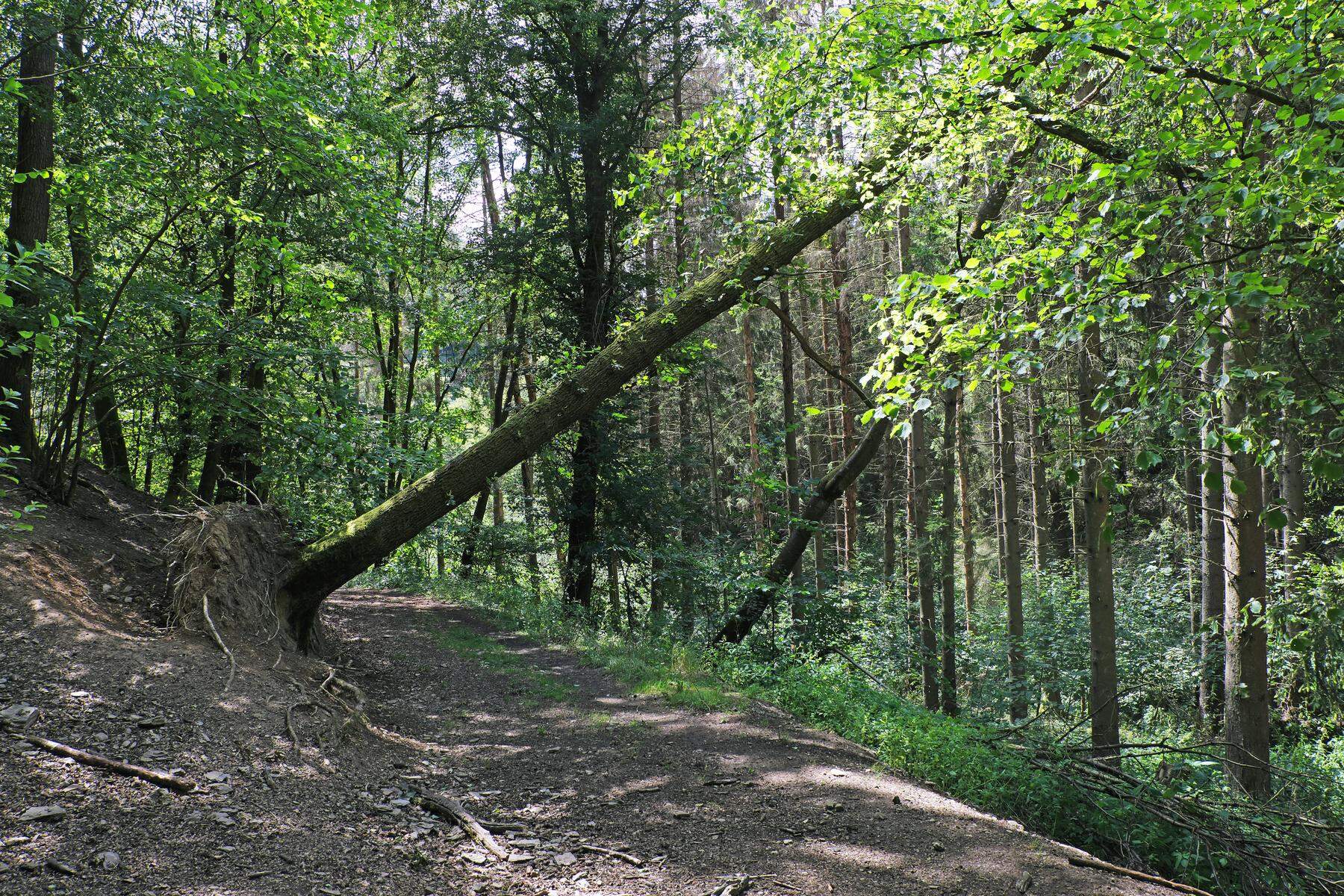 Aufgeweichte Böden, umstürzende Bäume: Aktuell herrscht Lebensgefahr im Wald