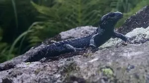 Der geschützte Alpensalamander hat unter anderem auf der Koralm sein Zuhause