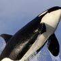 Immer mehr Orcas attackieren Boote und Schiffe