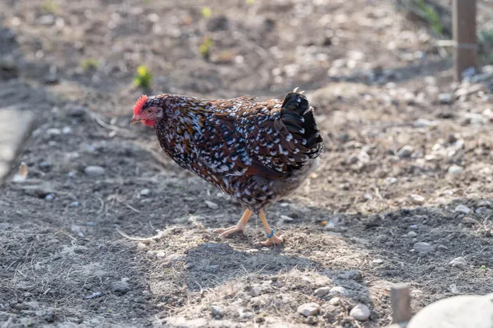 Das Schwedische Blumenhuhn