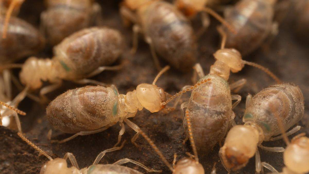 Am Rücken der Insekten ist die Tasche mit dem blauen, kristallartigen Enzym zu erkennen. Mit dem Alter werden diese Taschen größer – und die Arbeiterinnen tödlicher. 