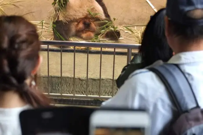 Der Tod des kleinen Pandas hatte in ganz Japan Trauer ausgelöst.