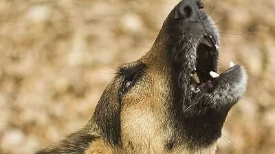 Die Tiere wurden dem Landestierschutzverein übergeben 