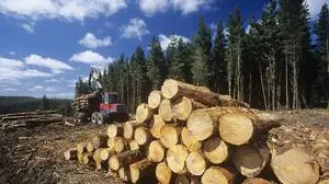 Plantation Eucalyptus Bluegum trees being harvested for woodchipping PUBLICATIONxINxGERxSUIxAUTxONLY 03C01454