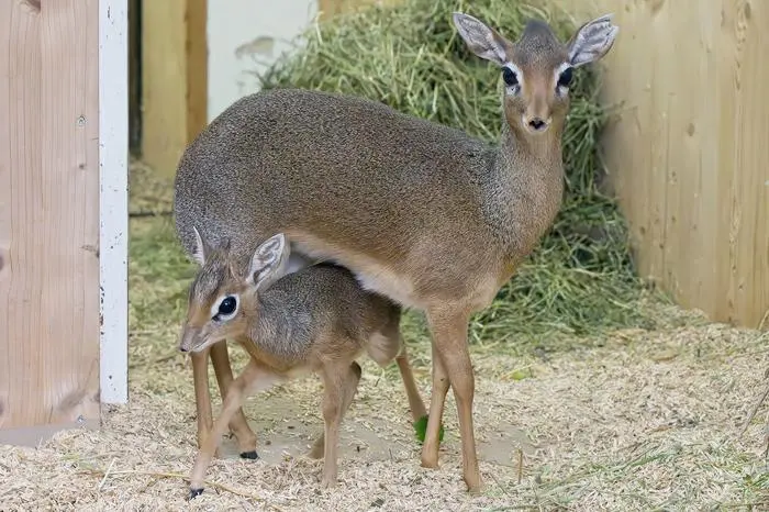 ABD0007_20250116 - WIEN - STERREICH: ++ HANDOUT ++ ZU APA0091 VOM 16.1.2025 - Zum ersten Mal in der Geschichte des Wiener Tiergartens Schnbrunn gibt es Nachwuchs bei den Kirk-Dikdiks. Bereits 2014 war diese Tierart in eine historische Anlage eingezogen. Im Bild: Das Antilopen Jungtier. - FOTO: APA/TIERGARTEN SCHNBRUNN/DANIEL ZUPANC - ++ WIR WEISEN AUSDRCKLICH DARAUF HIN, DASS EINE VERWENDUNG DES BILDES AUS MEDIEN- UND/ODER URHEBERRECHTLICHEN GRNDEN AUSSCHLIESSLICH IM ZUSAMMENHANG MIT DEM ANGEFHRTEN ZWECK UND REDAKTIONELL ERFOLGEN DARF - VOLLSTNDIGE COPYRIGHTNENNUNG VERPFLICHTEND ++