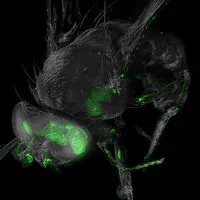 Eine Großaufnahme des Drosophila-Kopfes aus dem Ultramikroskop