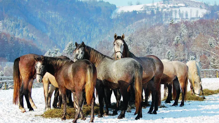 In der Weihnachtszeit ist ein Besuch des Lipizzanergestüts Piber bei den Junghengsten ein besonderes Erlebnis