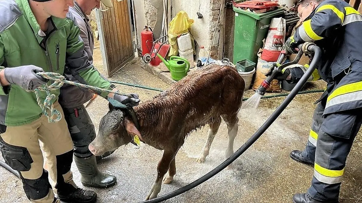 Das Kalb konnte aus der Güllegrube befreit werden
