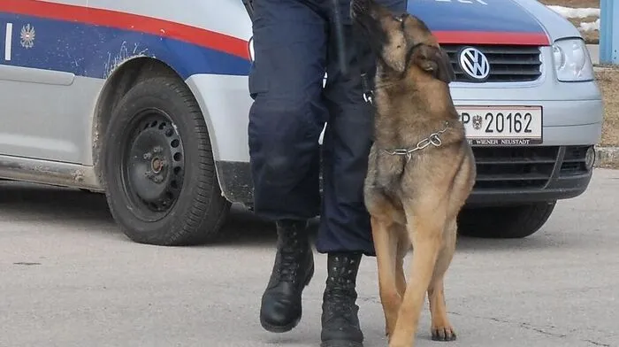 Brandmittelspürhund "Gringo"