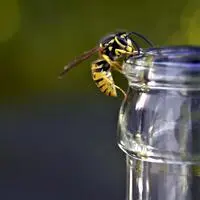 Je später der Sommer, desto lieber fliegen Wespen auf süße Getränke und Speisen. Besondere Vorsicht ist beim Trinken geboten – lieber genauer hinschauen 