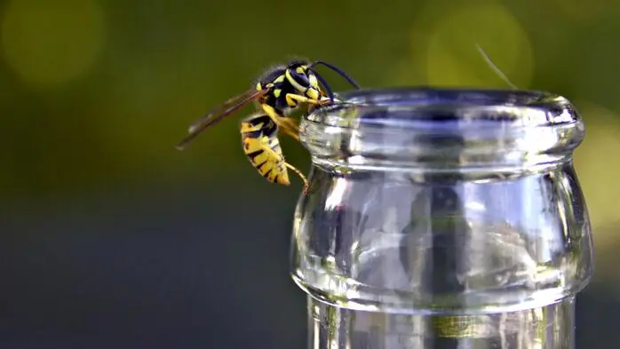 Je später der Sommer, desto lieber fliegen Wespen auf süße Getränke und Speisen. Besondere Vorsicht ist beim Trinken geboten – lieber genauer hinschauen 
