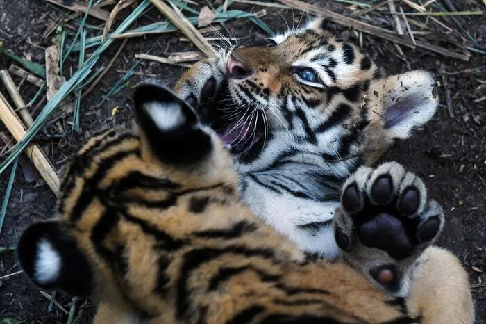 Die Art gilt als gefährdet. Es sei bereits der zweite Wurf des Tigerpaares Lily und Papo.