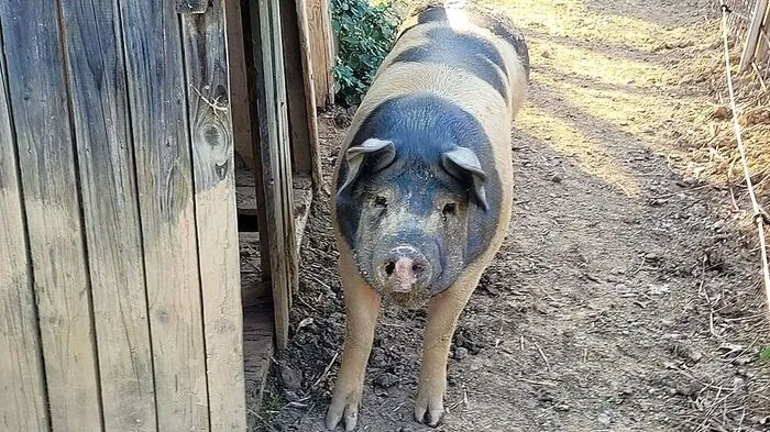 Die Schwäbisch-Hällischen Landschweine fallen durch ihre Zeichnung auf