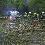 In Mitterberg (Bezirk Liezen) stürzten Bäume auf die Straße