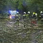 In Mitterberg (Bezirk Liezen) stürzten Bäume auf die Straße
