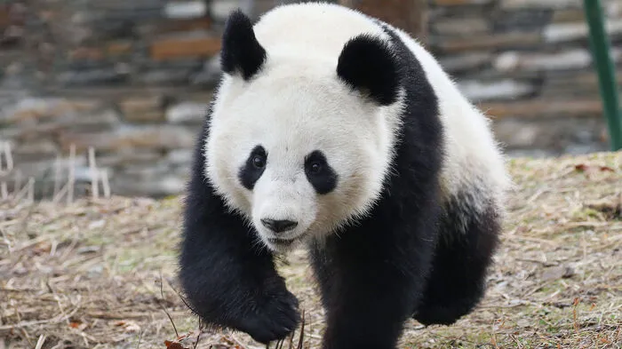 Gleich in fünf von 15 Kategorien der '6. Giant Panda Global Awards' sind der Tiergarten Schönbrunn und die Panda-Zwillinge 'Fu Feng' und 'Fu Ban' nominiert.