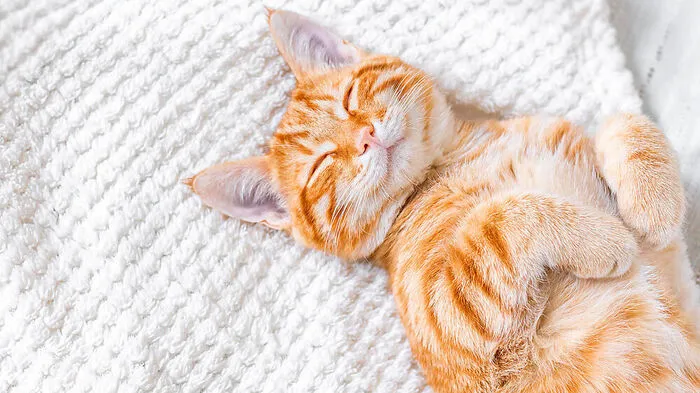 Katzen dösen und schlafen bis zu 16 Stunden am Tag